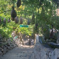 Battir to Artas