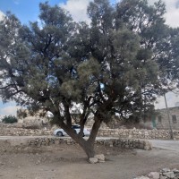 بيت مرسم الى الكوم