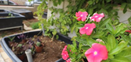 Beit Sahour – Union des Femmes Arabes